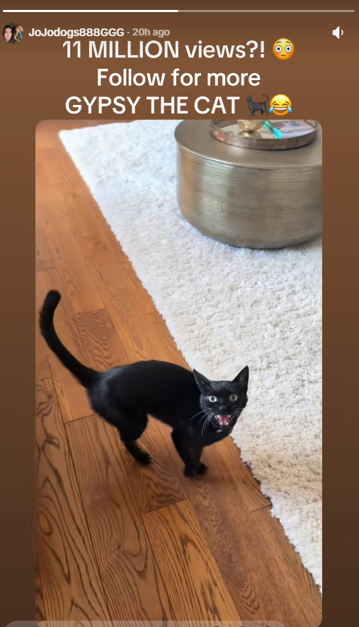 vegadevv's tweet photo. THIS HAS TO BOND

This cat named Gypsy is going MEGA viral on tiktok right now with 15M VIEWS for having an EVIL laugh

And even better Today is international black cat day... so fucking genny

Name proof of the cat is in the tiktok story

NEVER DONE BEFORE

https://t.co/NPEEf6Wjam