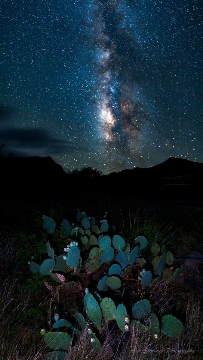 StoriesBySammi's tweet photo. Big Bend has the darkest measured night sky in the entire lower 48.

The kind of dark you can't get back once you start cutting roads and putting up lights. 

I’m sure you saw that contractors started clearing land near Santa Elena Canyon this weekend. Mariscal Mountain is next.

Willow and mesquite trees that stood for generations, gone. Habitat for the yellow-billed cuckoo, a threatened species, gone with them.

Reports on the ground say pottery shards were found during construction this weekend. They say the National Park Service hasn't been allowed to inspect the site.

No archaeological survey was done before this started. DHS has waived dozens of environmental and historic protection laws to fast-track this project. Big Bend holds an estimated 26,000 archaeological sites, most never surveyed. Nobody knows what's underneath those roads until it's already gone.

Contractors have drilled water wells across the region to support this construction. The Rio Grande, the park's only real water source, is already stretched thin by drought. NPS itself says the river is "hanging only by a thread."

Here's who's cashing in. DHS waived the rules that normally make companies compete for these contracts. Almost $14 billion in new Texas wall contracts went out. Nearly three quarters of it went to just two companies.

Barnard Construction. Fisher Sand & Gravel.

Barnard's chairman personally donated $1 million to Trump's campaign fund in 2024. His company has pulled in $5.6 billion in border contracts since, nearly $2 billion for Big Bend alone.

Fisher Sand & Gravel is run by Tommy Fisher, a longtime Trump ally and GOP donor. His company has landed over $2 billion in border wall contracts. He was also tied to the "We Build the Wall" scheme, whose leaders, including Steve Bannon, were later convicted of fraud.

The crew bulldozing Santa Elena Canyon this weekend, Southwest Valley Constructors, got their $1.7 billion contract through that same no-bid process.

DHS isn't answering for any of it, and it's waiving every law in the book to keep building. Abbott is the one staying silent while bipartisan Texas lawmakers from his own party beg him to intervene.

And they're doing this to stop crossings that barely happen. Big Bend logged 9,624 encounters over the last three fiscal years. One single sector on our northern border with Canada, Swanton, logged more than double that. 

$1.7 billion, to stop something that happens this rarely.

The mountains and canyons already are the biggest deterrent. 
They're already the wall here.

🦋HumanityUnited #DemsUnited