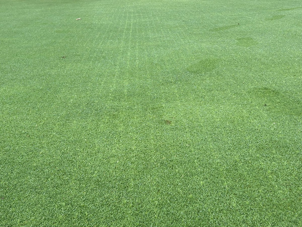 MarkSim93794378's tweet photo. Nice to see germination within 7 days @DSVUKSEEDS Pro bent 🌱 @RegenAmenity
Things we love to see 😋😍🫶
#turflife #bents @MonmouthshireGC https://t.co/x1Hd98O9dg