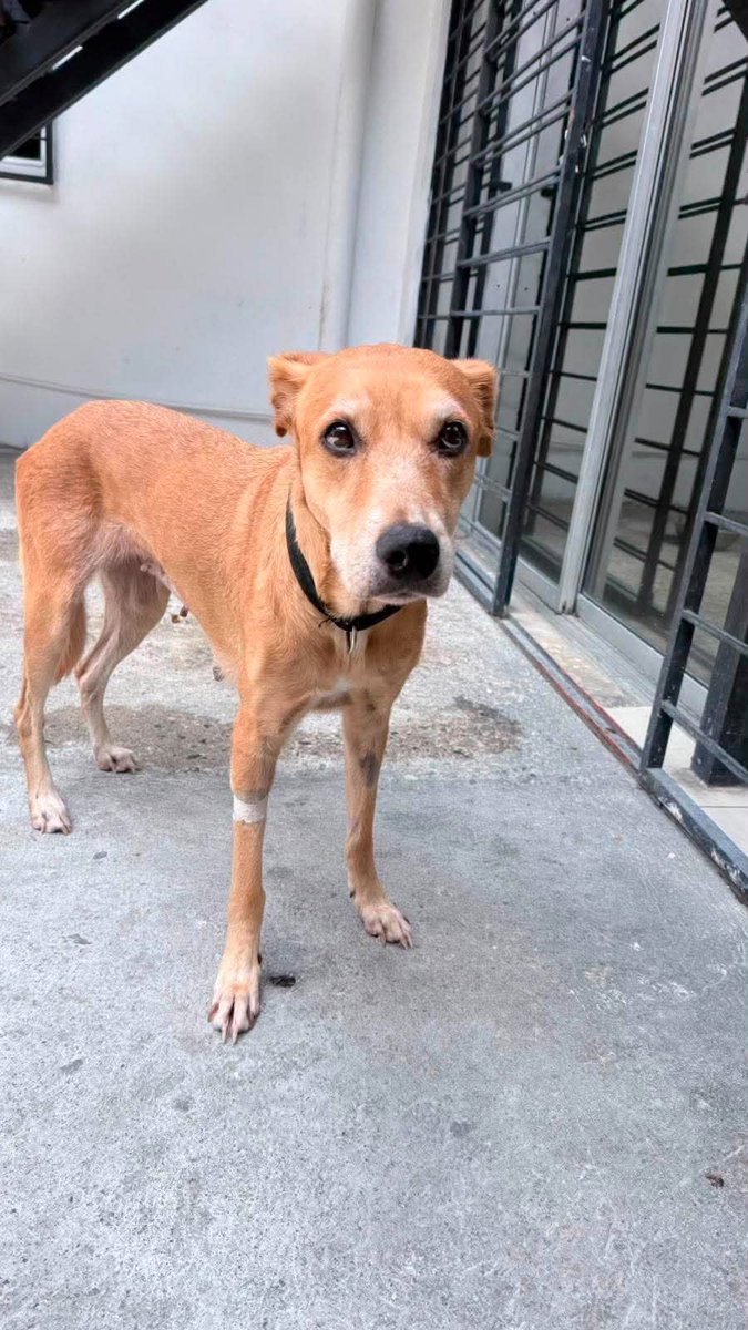 lyssitta's tweet photo. SERVICIO SOCIAL✅️
#SEBUSCA 📣
#EXTRAVIADO ‼️

🐾 ¡AYÚDANOS A ENCONTRAR A MANGO! 🐾

Mango se perdió el 15 de agosto aproximadamente a las 4:30 p. m.

📍 Última vez visto: San Salvador, San San jacinto. Barrio la vega, en la guerrero.
🐶 Nombre: Mango
🔴 No tiene collar.
Tiene un parche en el lado izquierdo, ya que de ese lado la han operado. 

Estamos muy preocupados y queremos encontrarlo lo antes posible. Si alguien lo ha visto, lo tiene resguardado o tiene cualquier información sobre su paradero, por favor comuníquese al 6023-3276.

🙏 Por favor, comparte esta publicación. Cada compartida puede ayudarnos a llevarlo de regreso a casa.

💔 Mango, te estamos buscando y no vamos a dejar de hacerlo. 🐾

*Se da recompensa.*