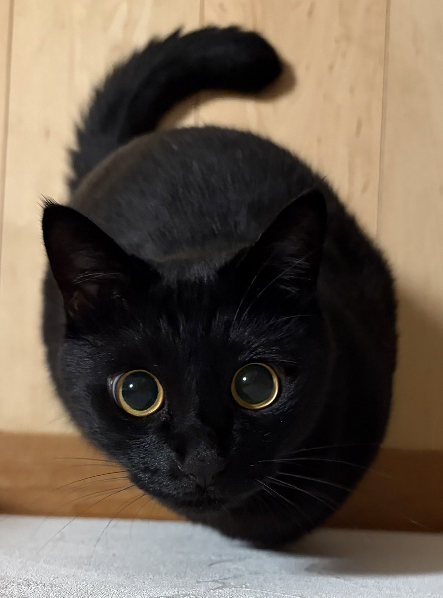 8月17日「黒猫感謝の日」で世界の黒猫愛が広がる