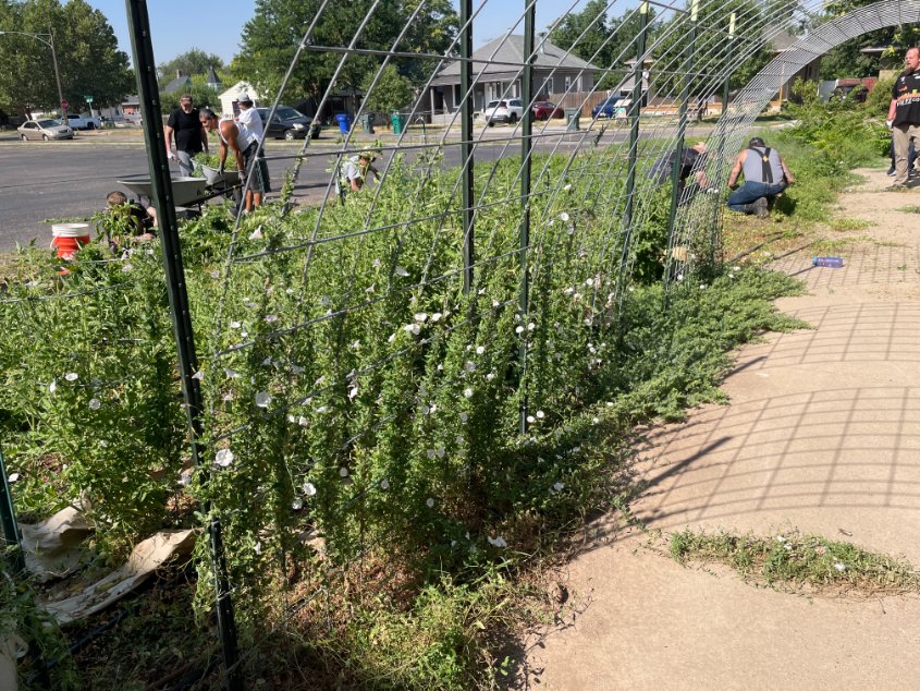 Eden_Streets's tweet photo. Earlier this month, the Weber Recovery Men rolled up their sleeves at Grow Ogden and transformed the South Field from weed-covered to a clear field

This moment was indeed incredible- a job well done by an incredible group of volunteers. It was wild, crazy, and full of heart. https://t.co/XYj9O8ngQt