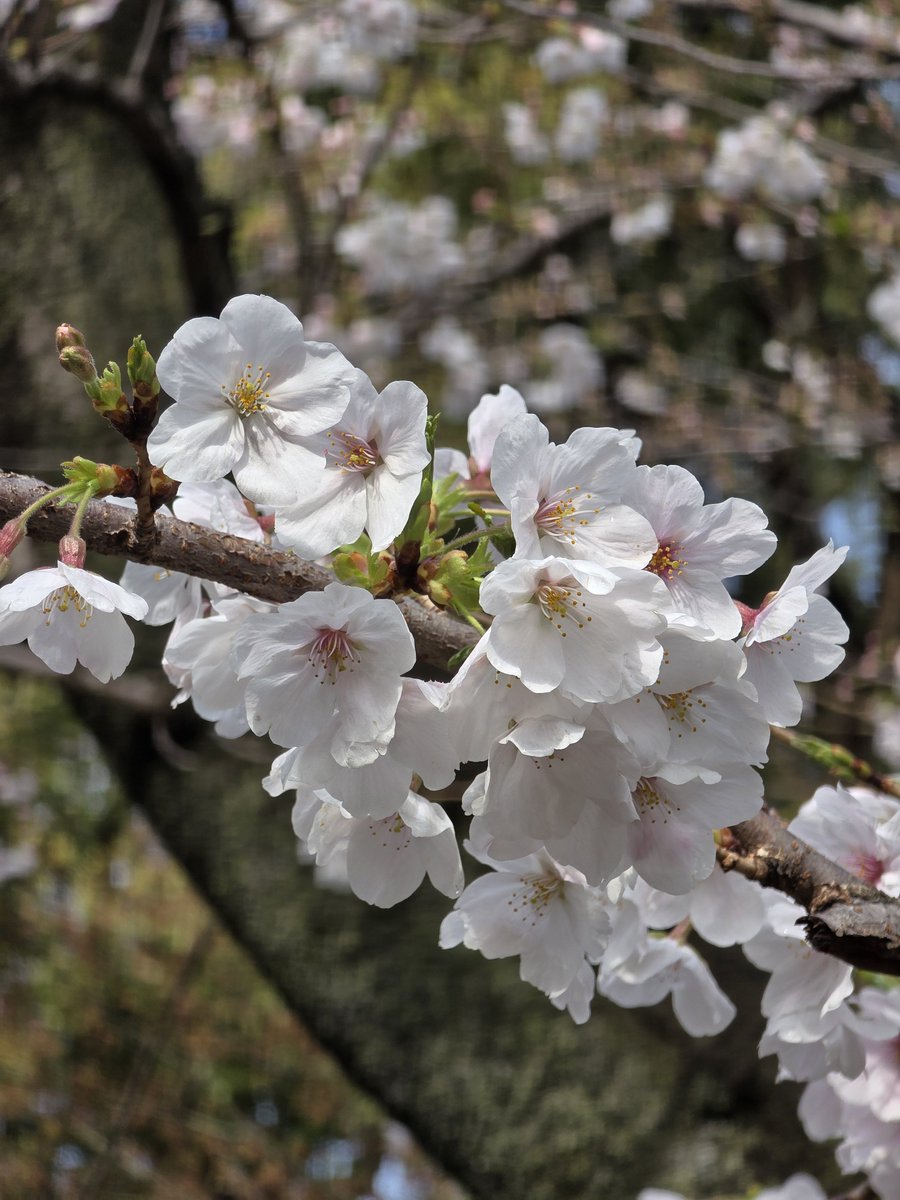 geegissss's tweet photo. สวนที่สวยที่สุดในโตเกียว Ueno Park ช่วงซากุระ เขามานอนปูเสื่อฮานาบิเม้ามอยกันมีทั้งเด็กทั้งผู้ใหญ่ แบบโคดอยากให้มีแบบนี้ที่ไทยเลย อากาศเย็นๆนอนดูดอกซากุระฟินๆทั้งวัน ชอบมากๆ ใครเคยไปฮานาบิบ้างอะๆ มาเล่าให้ฟังหน่อยจิ 🩷🌸
#เที่ยวญี่ปุ่น #Tokyo #UenoPark https://t.co/cli2Xzhc2E