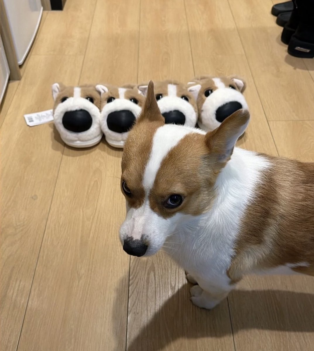 animal_kyawa_'s tweet photo. 飼い犬に似たスリッパが増えてきて浮気を疑ってるワンコ https://t.co/ntoyD5ewvz