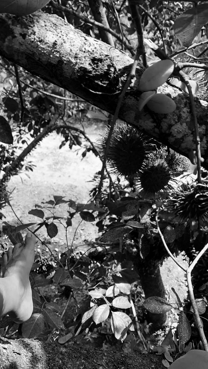 lukexso's tweet photo. @Santaspp When papa lu malam-malam ngidam rambutan pak erte, tapi maunya lu yang manjat, be like.. https://t.co/AyfmPJ757u