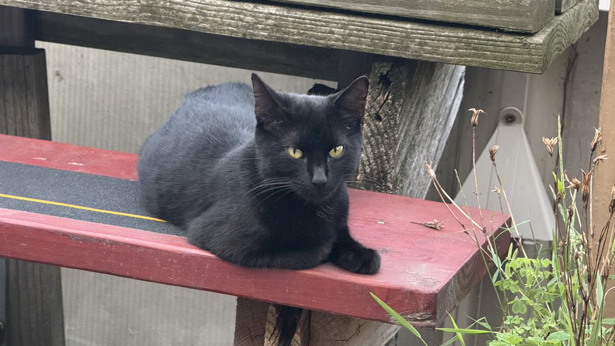 Petes_Unique's tweet photo. apparently, it is black cat appreciation day, and this little girl had kittens on Saturday. https://t.co/gCWQQVJXCa