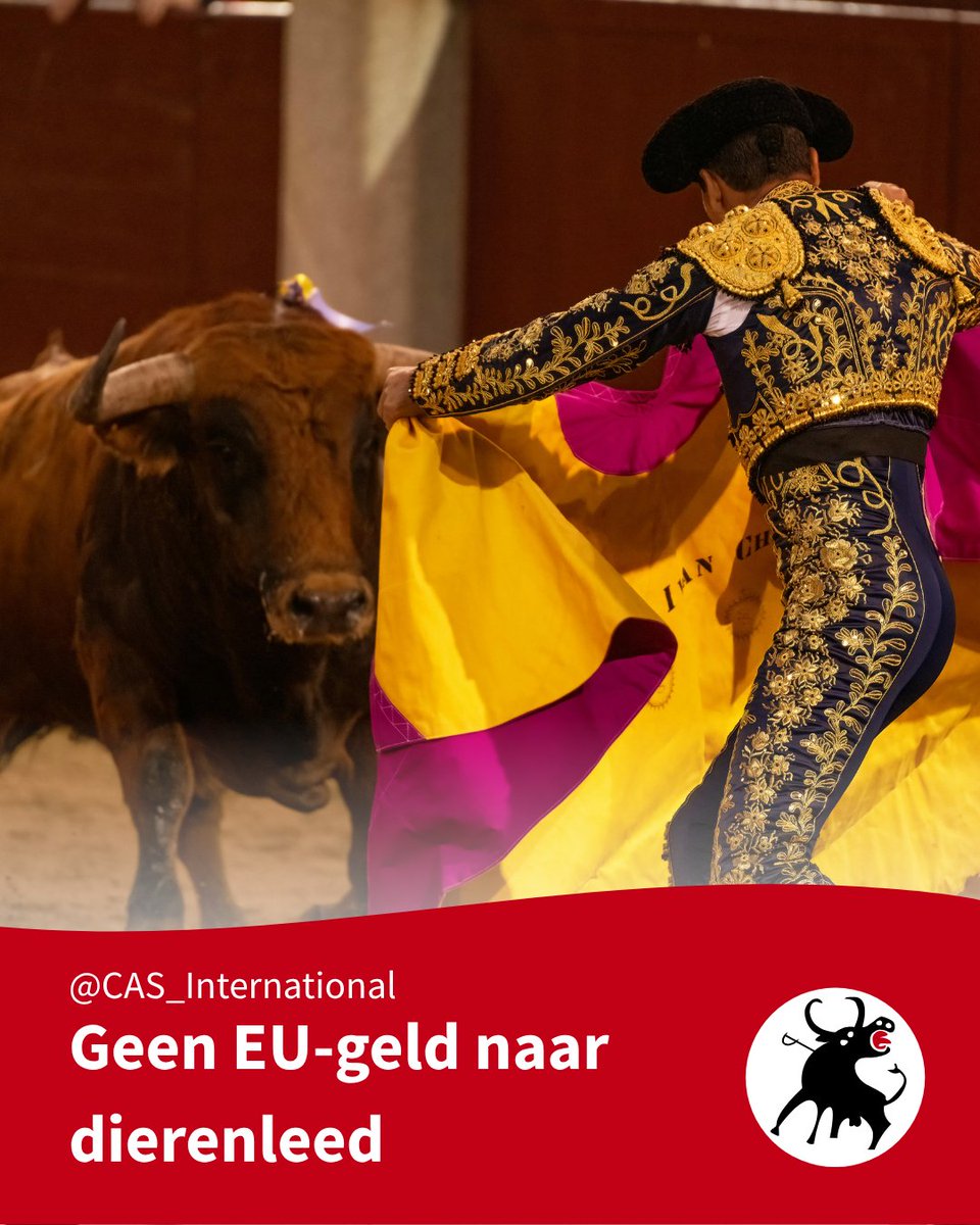 CAS_Int's tweet photo. Elk jaar sterven duizenden stieren in arena’s in Europa.
Niet ver weg, maar binnen de EU: in Spanje, Portugal en Frankrijk.

Als je vindt dat belastinggeld geen dierenleed mag ondersteunen:
https://t.co/GDJFiNXAMF
#petitie #Europa #stierenvechten https://t.co/55qZqD4Z34