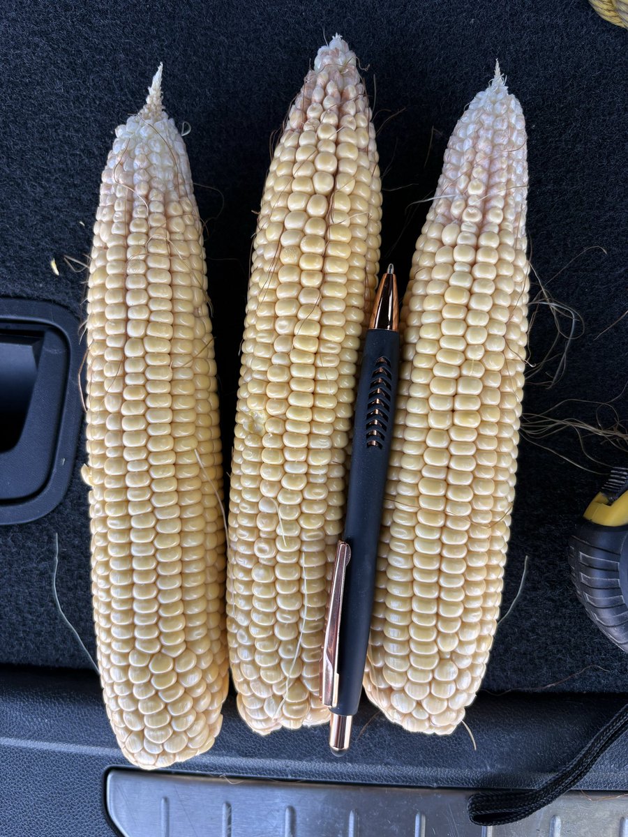 TheTedSpread's tweet photo. Stop 2 in Wayne co NE. Non irrigated. Dryness more evident here. Yield check 155. Found the tip back #pftour26 https://t.co/sos059MvDb
