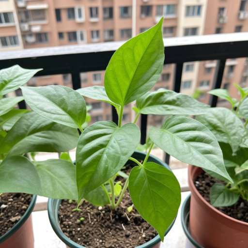 olgaritabottise's tweet photo. Water your pothos only when the top 2 inches of soil feel dry—they hate soggy roots! No green thumb needed, easy peasy! https://t.co/HU7YmLP3bv