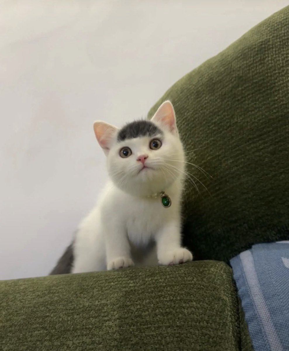 animal_kyawa_'s tweet photo. パッツン前髪を持った猫、見つかる... https://t.co/lCBjcQMttG