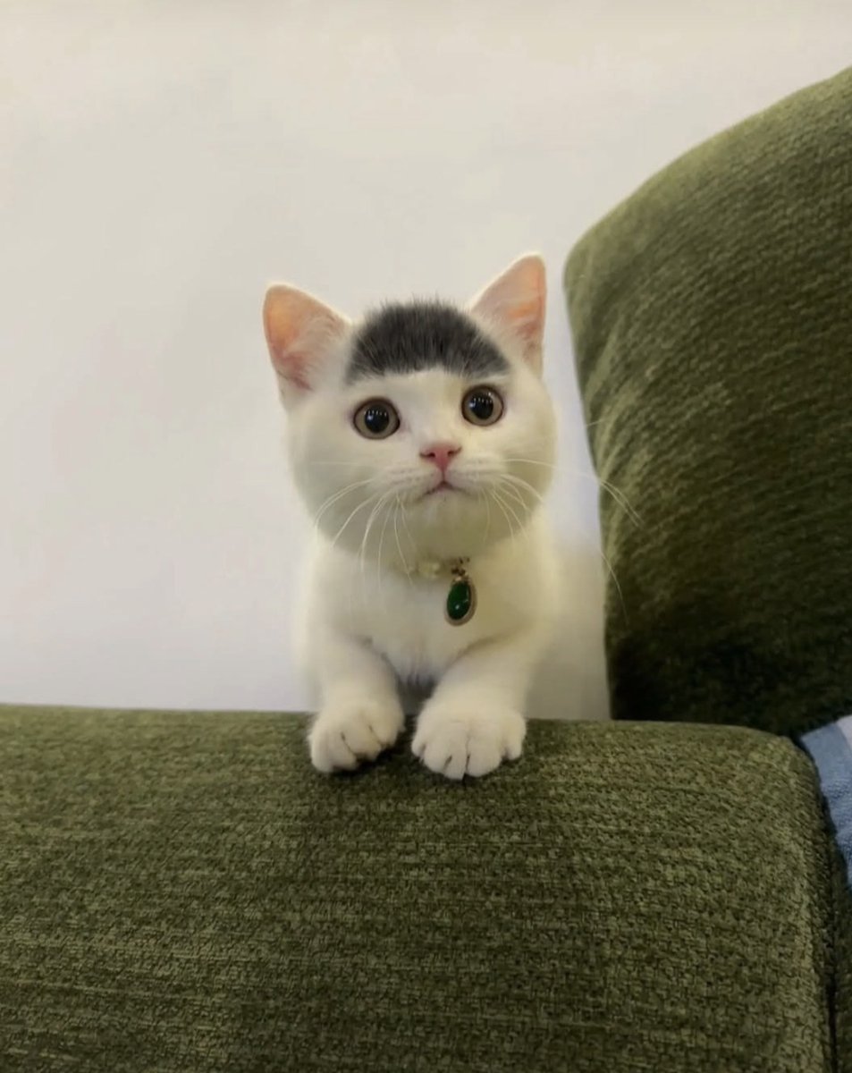 animal_kyawa_'s tweet photo. パッツン前髪を持った猫、見つかる... https://t.co/lCBjcQMttG