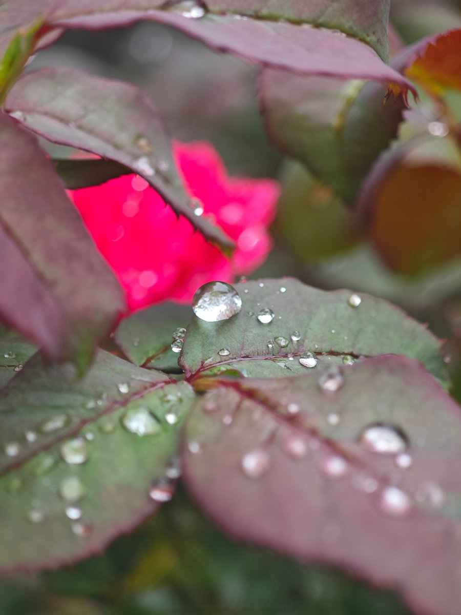 mlkroo7i's tweet photo. Just discovered this cozy lo-fi playlist on a rainy Sunday—chilled beats, warm vocals, perfect for sipping tea and getting lost in the moment. Who’s got their go-to lazy day tracks https://t.co/LLI83p8rUM