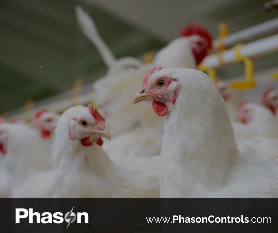 PhasonControls's tweet photo. Healthy birds start with better barn control.
Touch Series automatically manages temperature, humidity, CO₂, and ammonia to reduce heat stress, improve air quality, and support flock performance.
#PhasonControls #TouchSeries #PoultryFarming #VentilationControl https://t.co/M9J84HGmBE