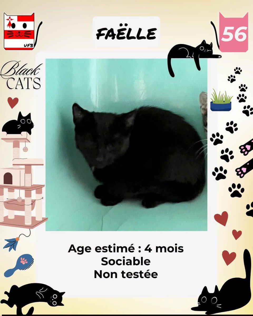 justineducern's tweet photo. Felicity - Félicien- Faelle- -fantom - Freydis- Floresia et Fiamma et ses bb sont SAUVES
Tous sont pris en charge en direct de la Fourrière par la SPA de VANNES dans le 56 , où vous pourrez les retrouver à l'ADOPTION. https://t.co/DUSoiHHQQa