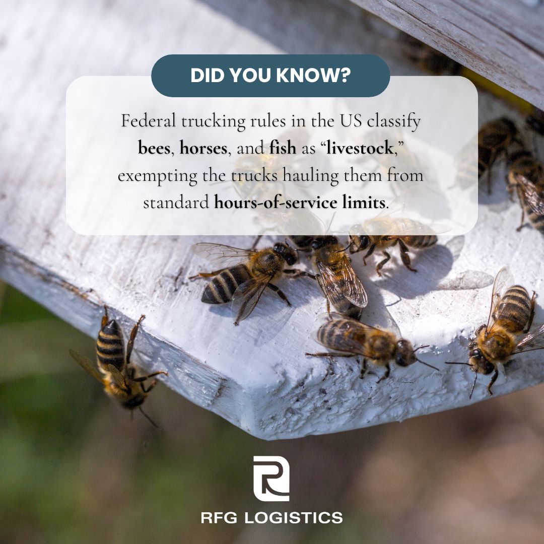 RFGLogisticsInc's tweet photo. Interesting facts about the industry. π
Did you know? π€
Source: https://t.co/FnVUCmKJmB
#RFGBuiltToLast #didyouknow #trucking #funfacts #logistics #agriculture #3pl #TruckDriver #agrofreight #hopper #hopperbottom #TruckingIndustry https://t.co/EsUhftCYFl
