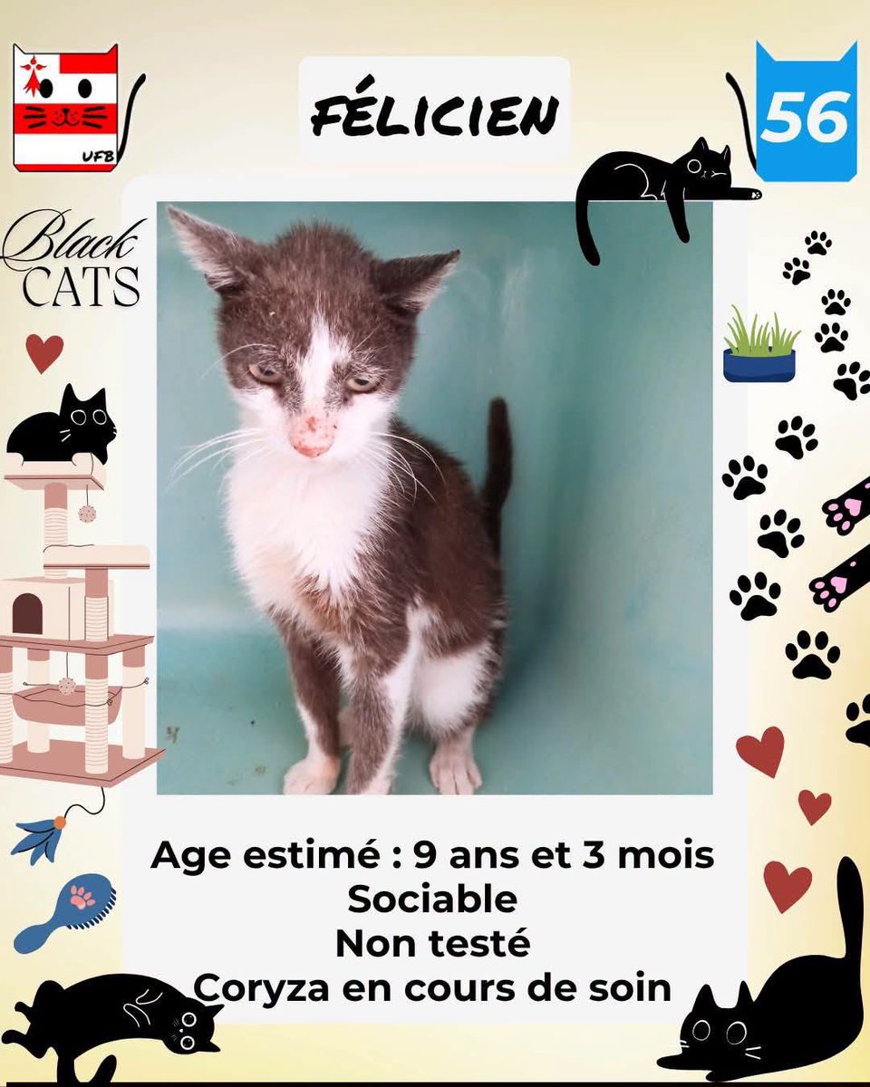 justineducern's tweet photo. Felicity - Félicien- Faelle- -fantom - Freydis- Floresia et Fiamma et ses bb sont SAUVES
Tous sont pris en charge en direct de la Fourrière par la SPA de VANNES dans le 56 , où vous pourrez les retrouver à l'ADOPTION. https://t.co/DUSoiHHQQa