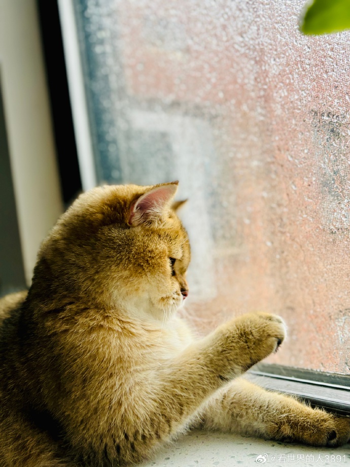 dee50289174_dee's tweet photo. Cozy rainy Sunday at home: making hot cocoa while my cat curls up on the windowsill. Nothing beats small, warm moments like this. https://t.co/yLN69zsCAc