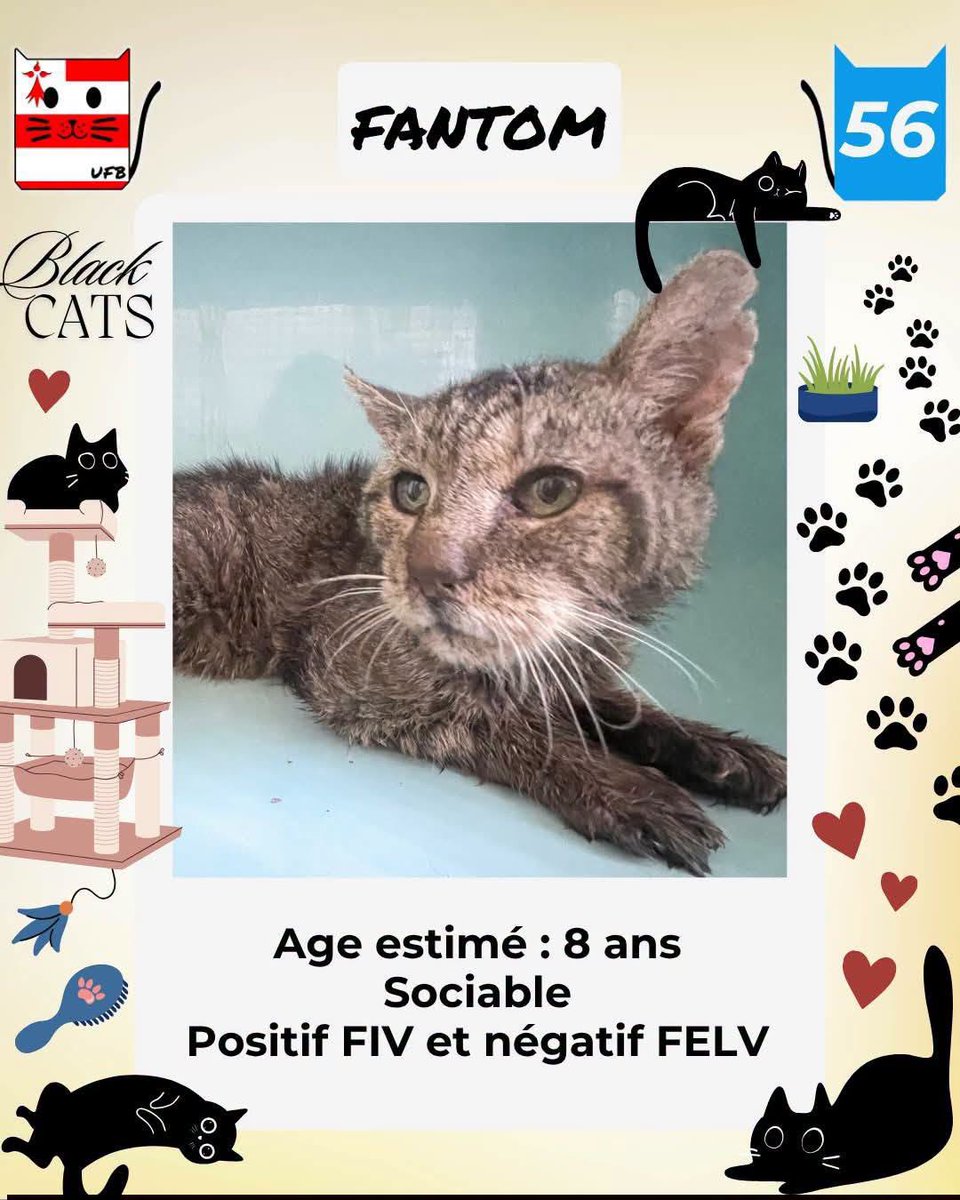 justineducern's tweet photo. Felicity - Félicien- Faelle- -fantom - Freydis- Floresia et Fiamma et ses bb sont SAUVES
Tous sont pris en charge en direct de la Fourrière par la SPA de VANNES dans le 56 , où vous pourrez les retrouver à l'ADOPTION. https://t.co/DUSoiHHQQa