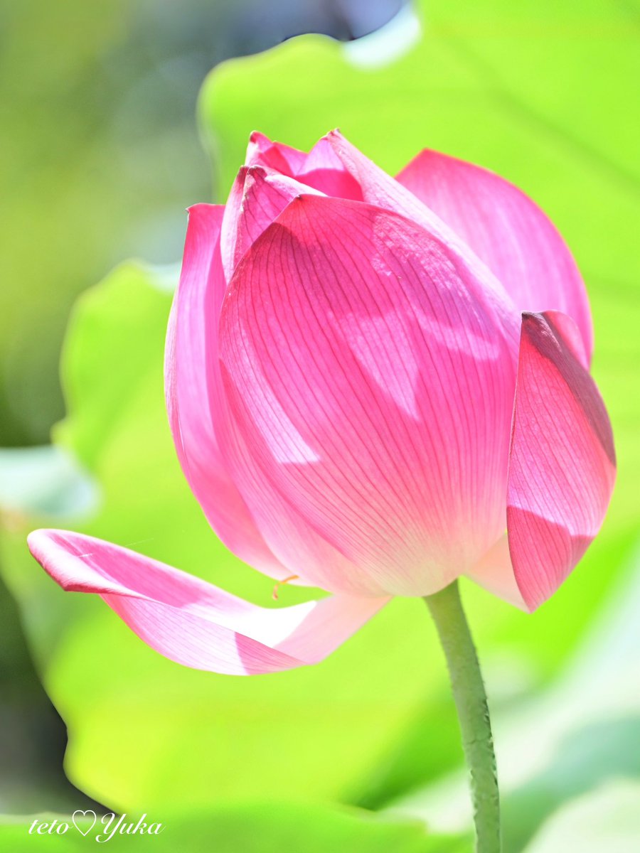 teto_yuka's tweet photo. ・
夏の朝、お目覚めの蓮の花🪷

お日様☀️が花びらを透けて

まるで、光の国の花🌸みたい

#FlowerPhotography https://t.co/Os0wjGAijP