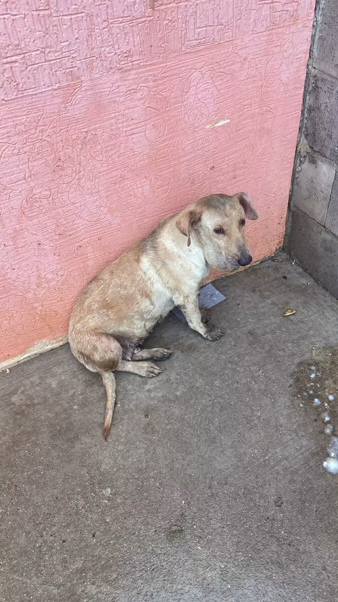 gllgina1's tweet photo. Litzy .. pues si otra historia de abandono.. su ex dueña se fue de la ciudad y la dejo en la calle y ella fiel siguio esperando.. tiene una masa muy grande en el cuello.. veremos que resulta .. ojala puedan apoyar a Litzy 🙏 cualquier cantidad ayuda muchisimo 🐾 pobre chaparrita 🥺