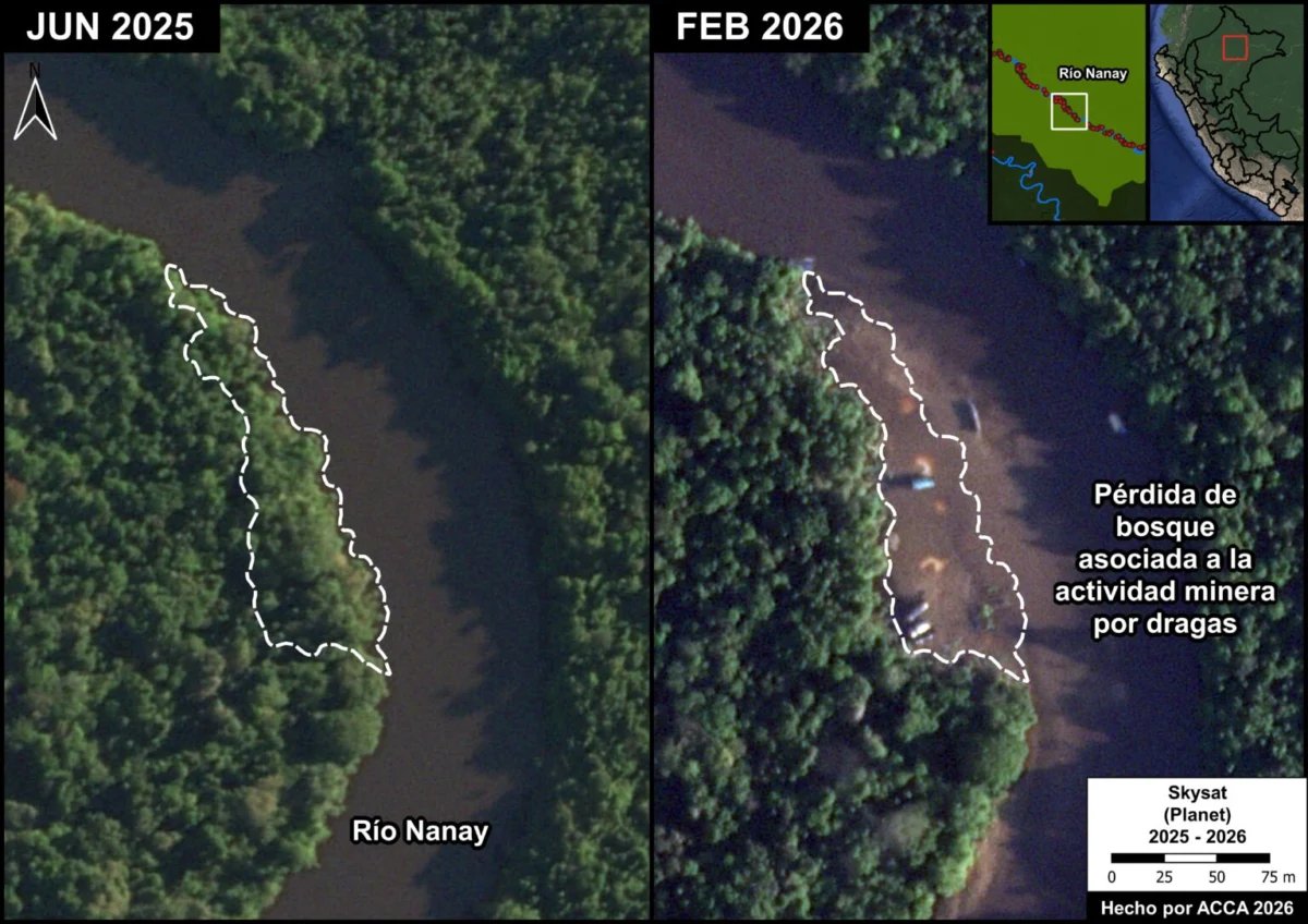 actualidadspda's tweet photo. 🚨 Loreto: más de 700 dragas mineras fueron identificadas entre 2025 y 2026 pese a operativos.
▪️La actividad ya se ha extendido a 13 ríos amazónicos y comienza a provocar pérdida de bosques ribereños.
https://t.co/uDBGE2OXXK https://t.co/tUTcjMC66w