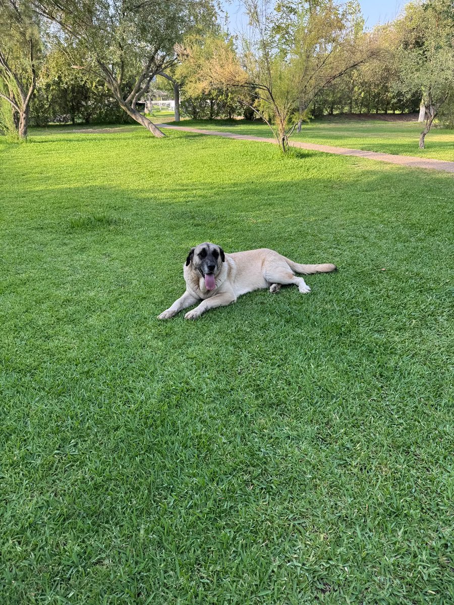SilviaMylo's tweet photo. Por favor ayuda difundid pobrecitos qué tristeza 💔

Copio :

Actualizo: El macho está esquelético y la hembra parece q está preñada. 
Muertos de hambre y con un calor horrible 😭
Necesitan *AYUDA URGENTE o ACABARÁN MAL* ‼️
619810604
Villamanrique Condesa(Sevilla)
---------------
🆘MUY URGENTE 🆘
Me avisan d 2 mastines en un restaurante de Villamanrique d la Condesa(Sevilla), q llevan 2 o 3 días por alli y alli no los quieren‼️‼️
 *Corren peligro* ‼️‼️
619810604