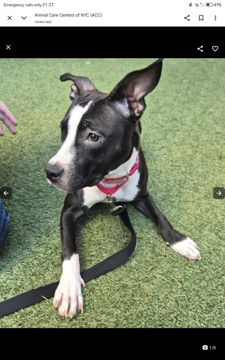 samj_jane's tweet photo. #Adoptme Yet another puppy 🥺
Meet Mercedes only 7mths she's your normal playful energetic youngster in need of her forever🏡 u can meet her at #Macc #Pledge #Foster #Adopt
https://t.co/Mp8XgsakAb https://t.co/Vrk7LCO70y