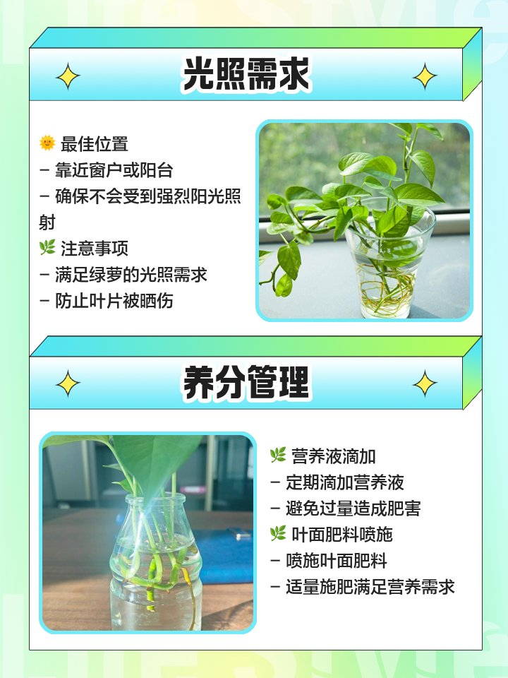 SaraHassoun10's tweet photo. Pro tip for your pothos! Rotate 1/4 turn weekly to keep it growing straight u0026 avoid one-sided lean.  #PlantCareHouseplants https://t.co/Ix40xgzfgJ
