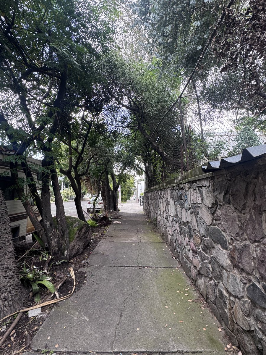claudiahv14's tweet photo. @GobiernoJalisco @GuadalajaraGob @ParksJardinsGDL urge !! Cortar  este árbol que está por caerse es en Emilio Castelar y López Cotilla Arcos Vallarta @VeroDelgadilloG es un riesgo para todos los que pasamos por ahí todos los días @PCJalisco https://t.co/KzdY1PTA2v