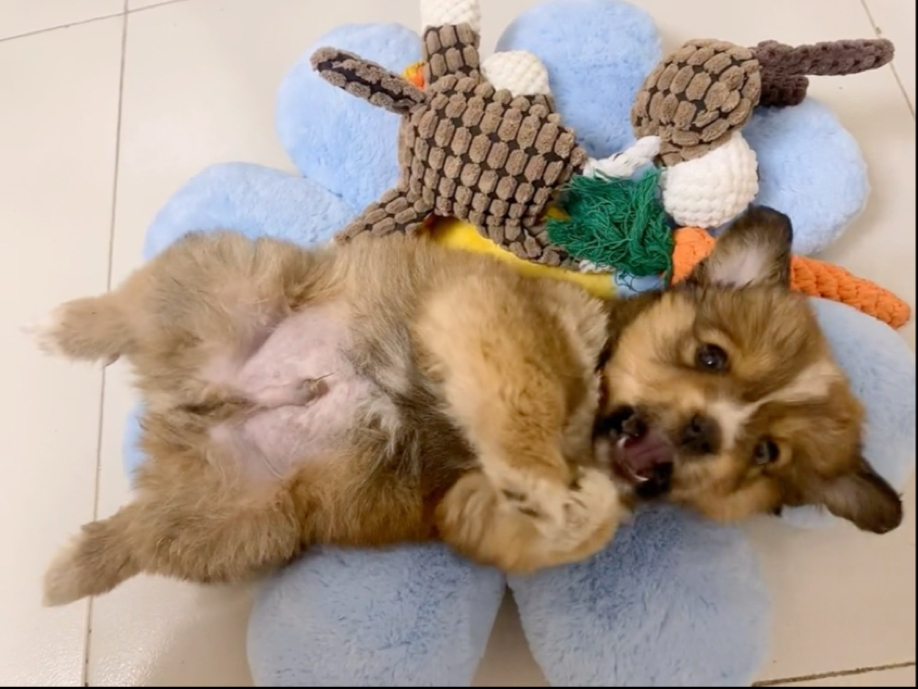 TiphaineRahn's tweet photo. My fluffy pup turned 1 month old today – already running like a tiny tornado and stealing all my socks. Love this little chaotic bundle of joy!， https://t.co/AjQk5QtHtd