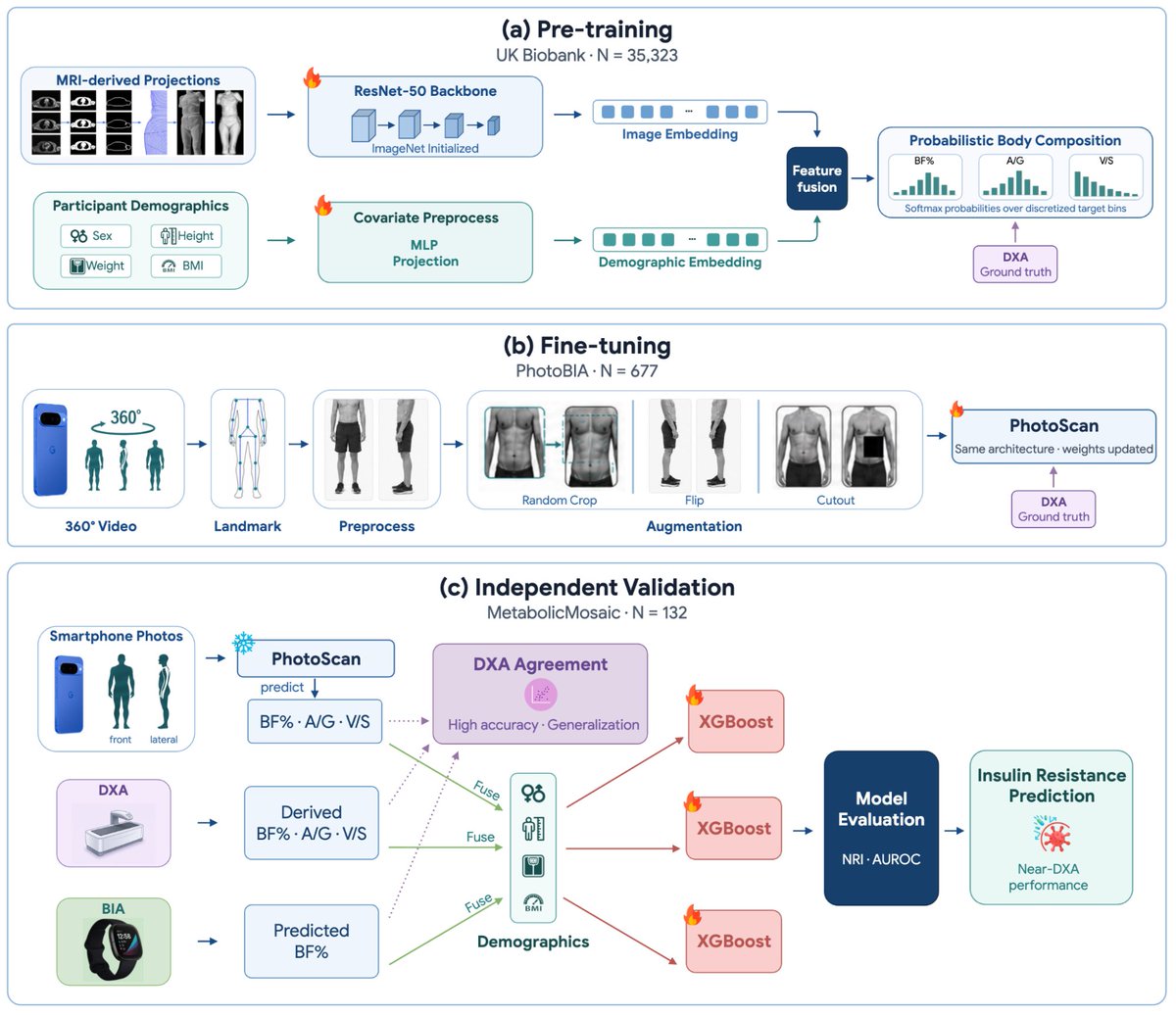 GoogleResearch's tweet photo. Today on the blog, we demonstrate the feasibility of a deep learning approach estimating body composition from smartphone photos, to predict insulin resistance with accuracy comparable to DXA scans in a clinical research setting. Read more →https://t.co/S6LV44N1wJ https://t.co/7MhdV1Pvsh
