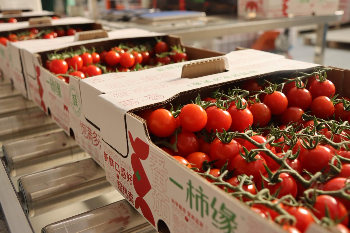 Adrianatorresto's tweet photo. Just tried the organic cherry tomatoes from the local farm—burst with sweet juice, no weird aftertaste, perfect for salads or snacking! https://t.co/1s92uVr8YH