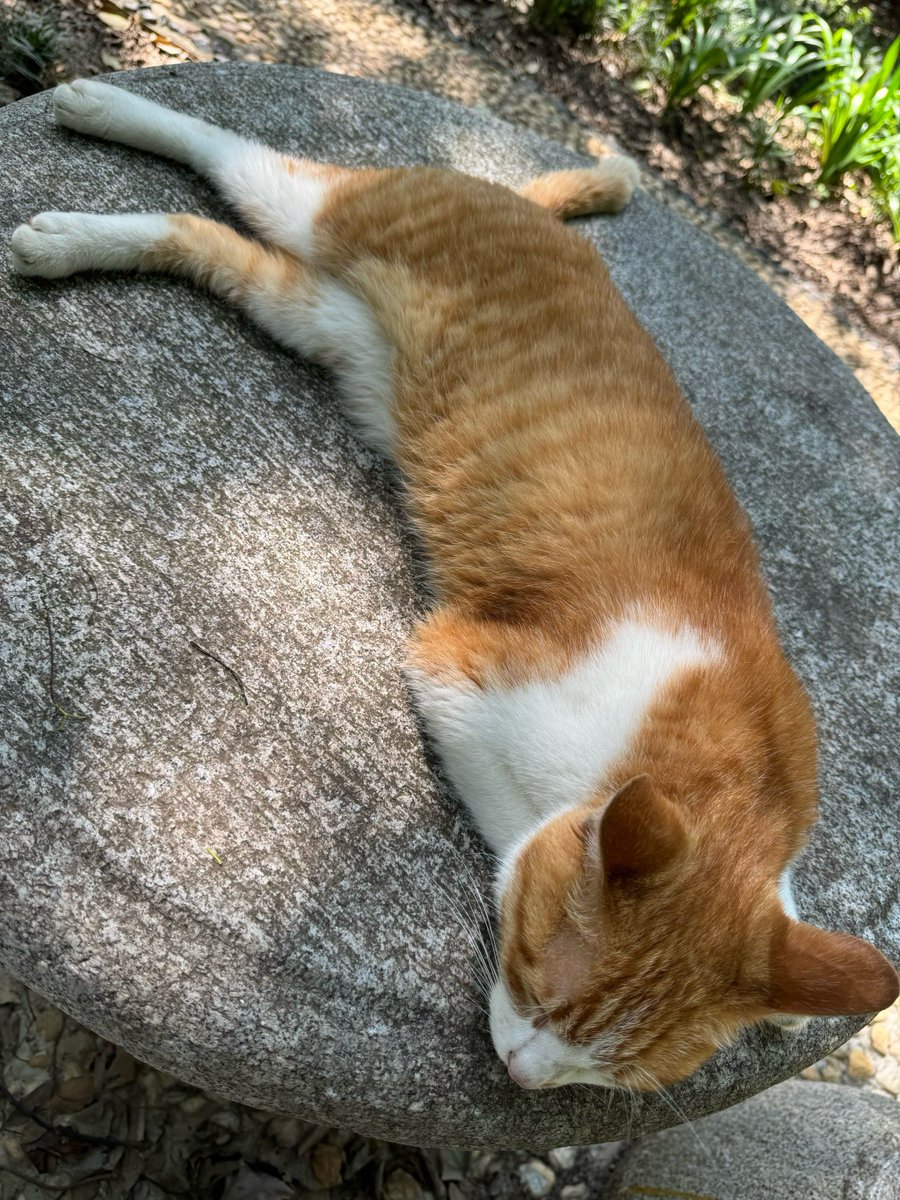 wwjd484's tweet photo. Chilly afternoon walk, caught a random street cat napping on a warm concrete step – small, perfect city joy. https://t.co/uoekhner0q