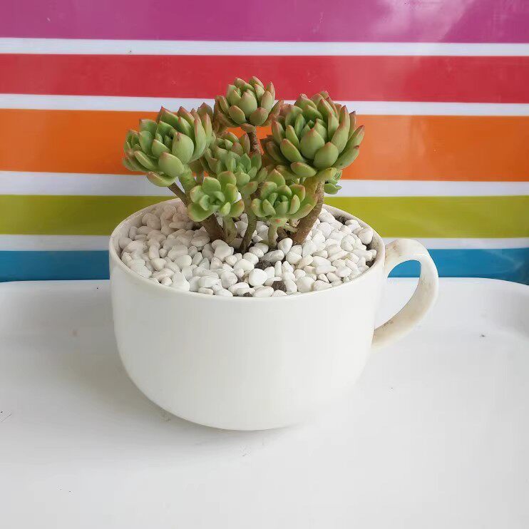 Rickyjoeladd2's tweet photo. Just tried this super easy DIY coffee mug planter! Repurposed my old mug + a bit of soil + succulents = instant cute desk decor.  #DIYCrafts https://t.co/yGGeXi7VTO