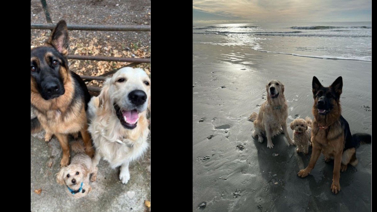 NerdyWeirdo77's tweet photo. The Buckley-Diaz Family As Dogs ๐๐คโค๏ธ๐ถ
#911onABC #EvanBuckley #OliverStark #EddieDiaz #RyanGuzman #Buddie #Ryliver #ChristopherDiaz #GavinMcHugh https://t.co/tAlM9C3MG7