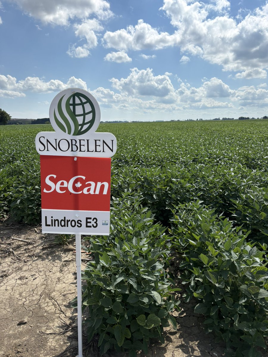 RyanSnobelen's tweet photo. Nice afternoon tour around #CK. Lindros E3 looking good on sandy loam, loam and clay. 👌#GrowWithUs https://t.co/DDj7xThz3m
