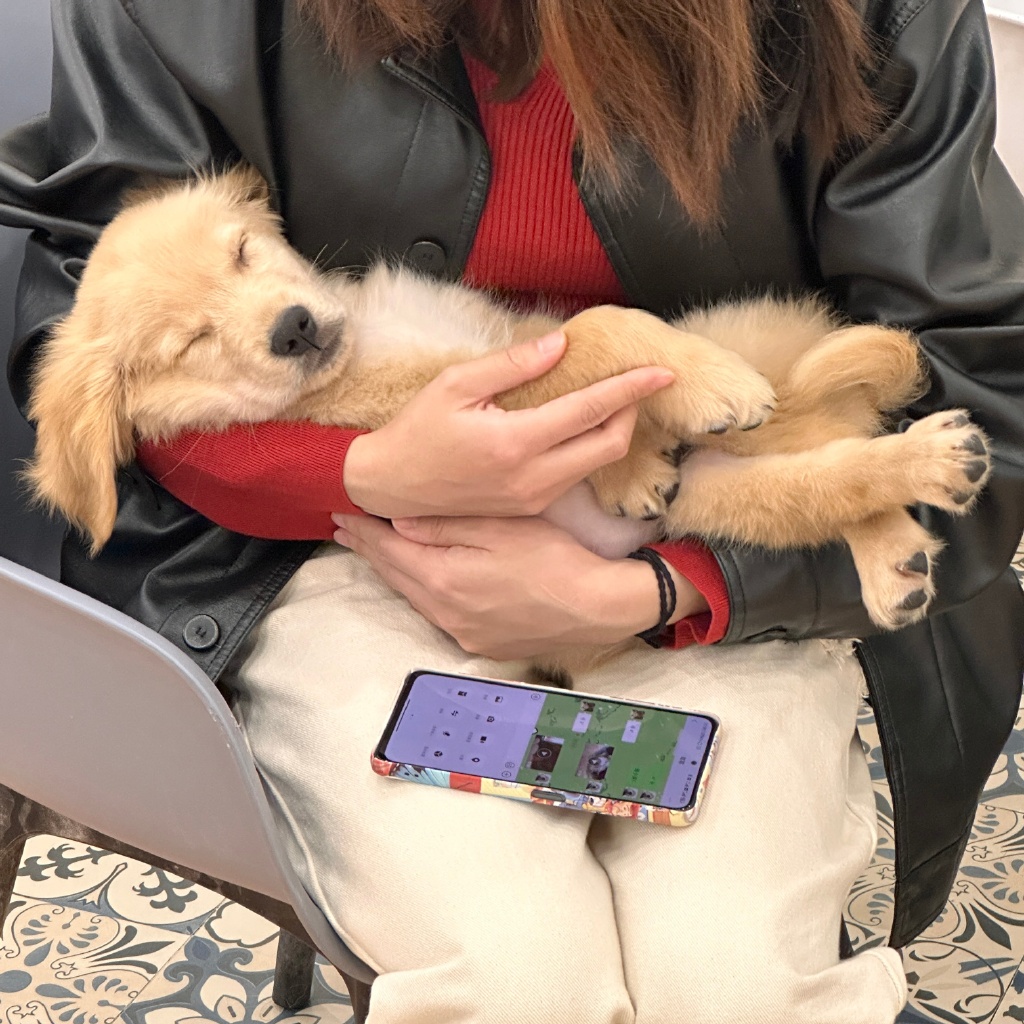 behdhdhdndnd's tweet photo. My lazy pup curled up on my lap as I worked, turning a stressful workday into the coziest one ever.  #PetLove #CompanionJoy https://t.co/MJ5lAr23Qr