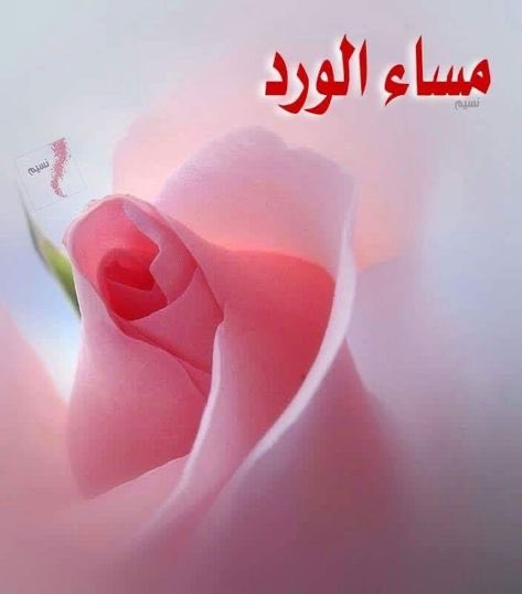 pvai87's tweet photo. "إذا كانت قدمك تترك أثراً في الارض ••
" فلسانك يترك أثراً في القلب
فهنيئاً لمن يحرص 
على  أن لا يجرح أحداً 
ولا يرى نفسه أفضل من أحد
وهنيئاً لمن يترك أثره كعطر الورد وكالمسك بين الناس ..

#مساء_الورد https://t.co/gtHuRDepkN