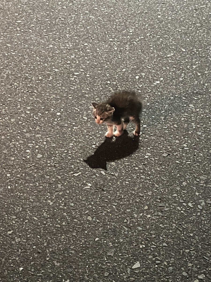 touhokusedori's tweet photo. 夜中1時に倉庫の脇の道路の真ん中で動かない子猫発見してとりあえず危ないから連れてきた。
さーてどうしたもんか https://t.co/ZFn7Eb36OJ