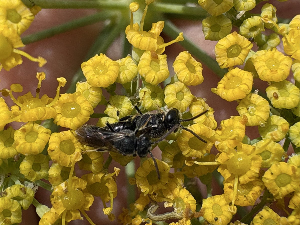 sfbaybees's tweet photo. I’m not sure there was enough enthusiasm here to call this a real mating attempt, but either way, it seems even Masked Bees themselves have a hard time telling if another is a male or a female . The difference is pretty subtle. ¯\_(ツ)_/¯ [Alameda, CA 8-8-26] #bees #nativebees https://t.co/pYiyxxMyGi