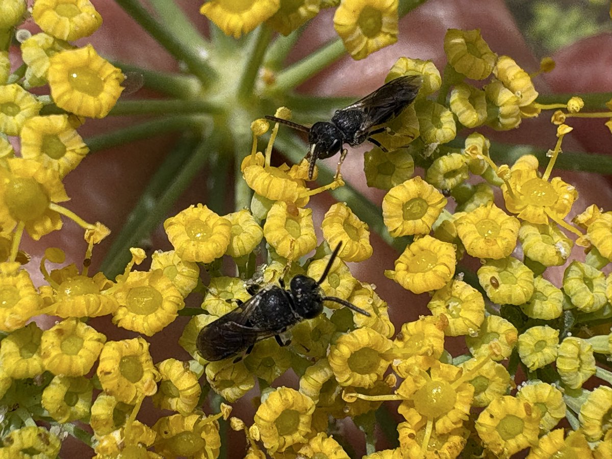 sfbaybees's tweet photo. I’m not sure there was enough enthusiasm here to call this a real mating attempt, but either way, it seems even Masked Bees themselves have a hard time telling if another is a male or a female . The difference is pretty subtle. ¯\_(ツ)_/¯ [Alameda, CA 8-8-26] #bees #nativebees https://t.co/pYiyxxMyGi