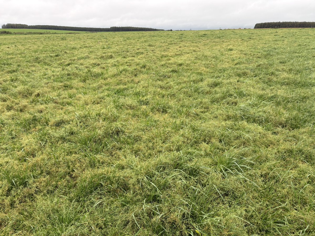 PastureGenetics's tweet photo. Poa annua semillando en gran forma en pastura de festuca de primer año en Río Negro.

Las malezas gramíneas anuales invernales son un problema serio en los sistemas ganaderos.

¡Precisamos mejores herramientas!

Mejoramiento LOCAL
Genética SUPERIOR 
⚫️🟢 https://t.co/1te7majsnx