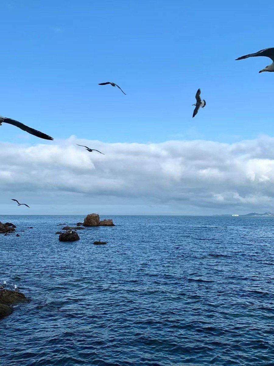 RobinInskofa's tweet photo. Just finished a 5km morning jog along the coastal path! Fresh sea breeze, sunny sky, and cute seagulls flying around. Great start to the weekend https://t.co/3P0rc0pi6n