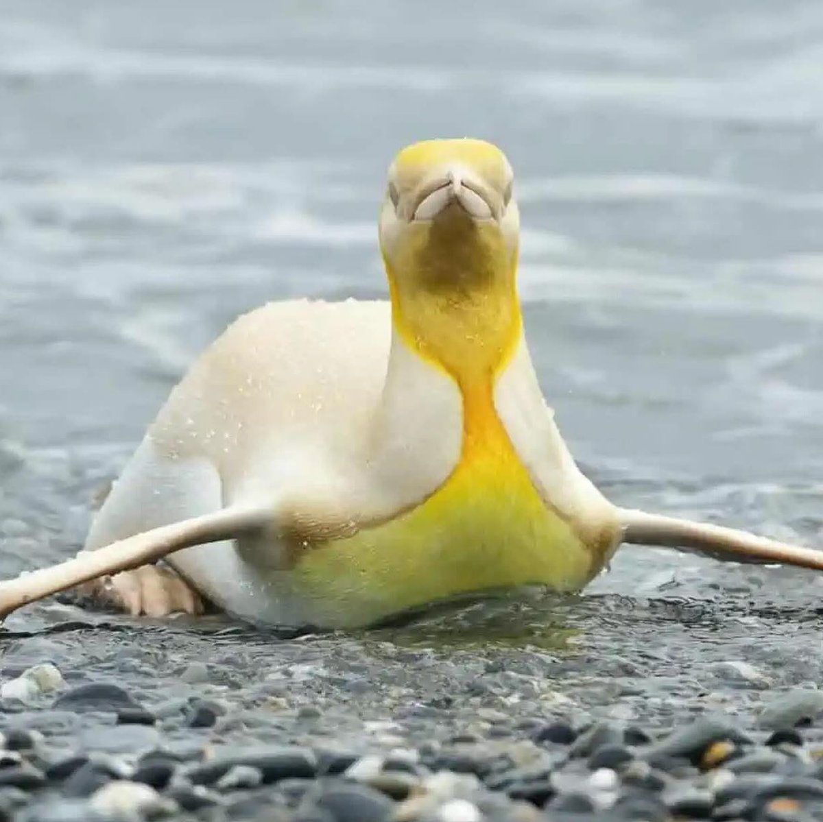 EnsedeCiencia's tweet photo. 🔴 | ¡RARÍSIMO! El fotógrafo belga Yves Adams logró capturar un extraordinario pingüino rey de plumaje amarillo. https://t.co/2caoNV0qdx