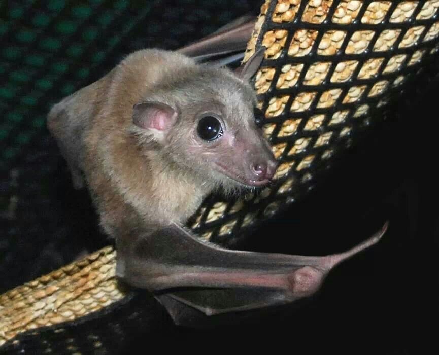 urgoregff's tweet photo. egyptian fruit bats !! https://t.co/sI99GLpof6