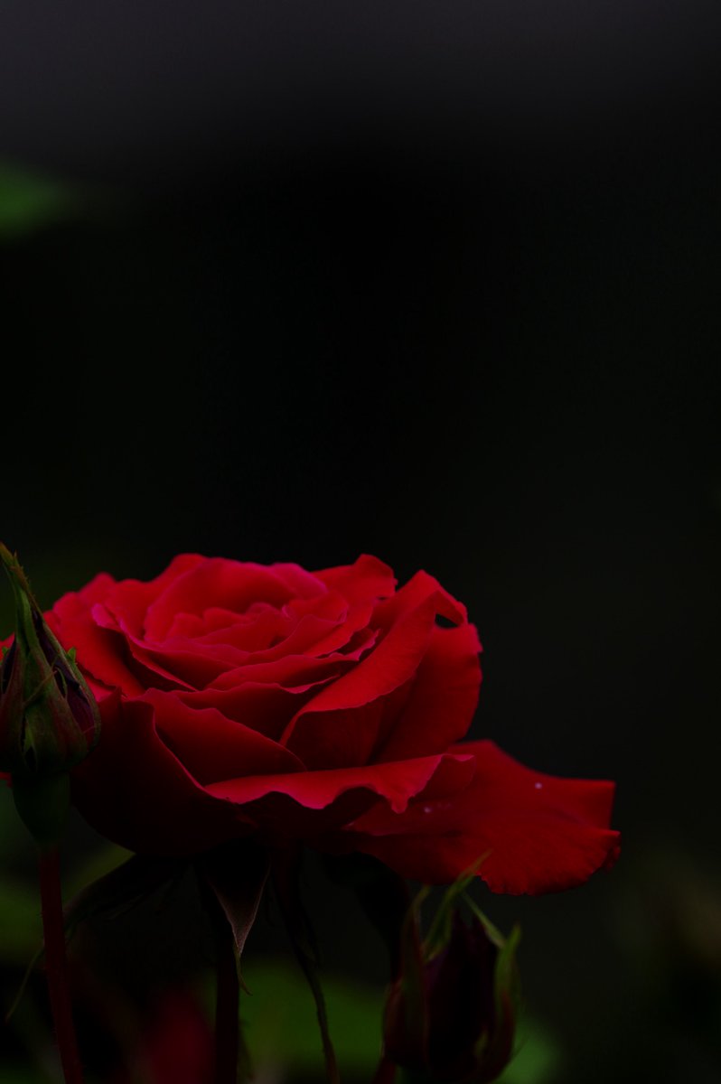 fat_murano's tweet photo. #pentaxkp / #pentax_da300
#バラ #rose #photography
#おはようございます #goodnorning #一日一バラ #roseoftheday https://t.co/gthxZeUn26