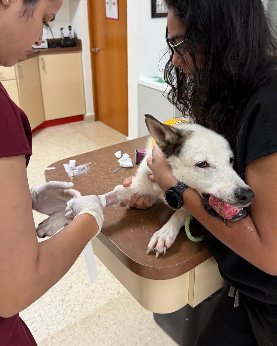 15outof10's tweet photo. This is Nieves. He was found as a stray with an ameloblastic carcinoma tumor in his mouth. He required surgery to remove the mass, along with more than half of his jaw. On Friday, you all helped us cover his care, including electrochemotherapy. Pupdates on his progress to come ❤️‍🩹 https://t.co/MuHTh1WIMG