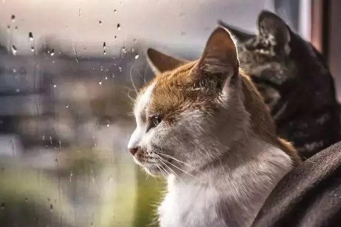 MrsSmith1416's tweet photo. A sudden rain made me share my umbrella with a lost cat at the subway exit. It’s the small, warm unplanned moments that make ordinary days special ， https://t.co/RvDmauu0Uy