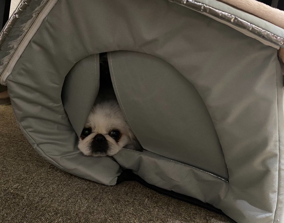 pekinobis's tweet photo. 家、傾いてるよ https://t.co/cVGzXDTev1