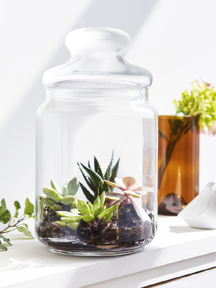 Dertie2's tweet photo. Just upcycled an old glass jar into a cute succulent planter—no fancy tools needed!  Turned trash into tiny green home decor in 10 mins. #DIYHome https://t.co/omYLGOpbfA